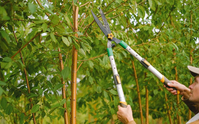 Tree trimming in Butte Des Morts, WI