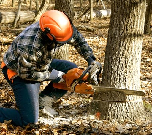 Tree Removal in Butte Des Morts, WI